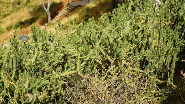 Dense cactus growth with thorny green stems in bright sunlight. Eve needle cactus Austrocylindropuntia subulata with branching succulent stems. Exotic drought resistant vegetation on dry hillside