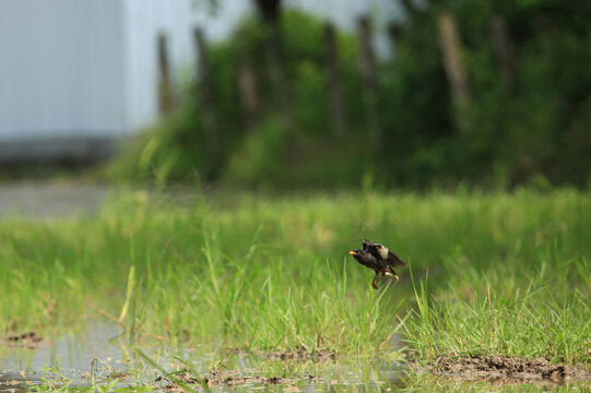 Great Myna Birds Foraging and Flying in Rice Field Agriculture