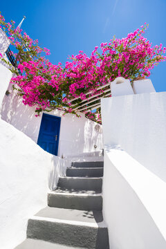 White architecture with blue door and blooming pink flowers in Santorini island, Greece.