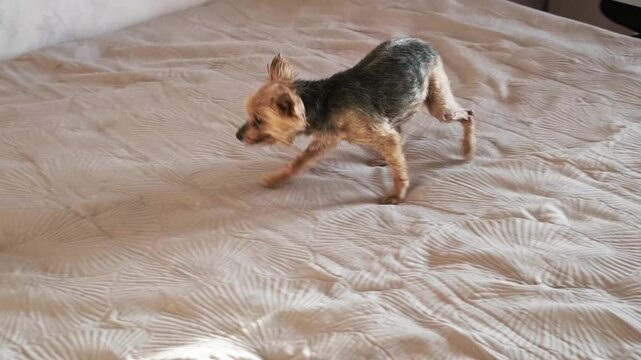 wet yorkshire terrier rubs face on bedspread to restore natural scent after shampoo. dog removes shampoo smell by rubbing on bedspread. natural dog scent returns after rubbing on bedspread