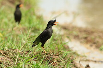 Fototapeta premium Great Myna Birds Foraging and Flying in Rice Field Agriculture