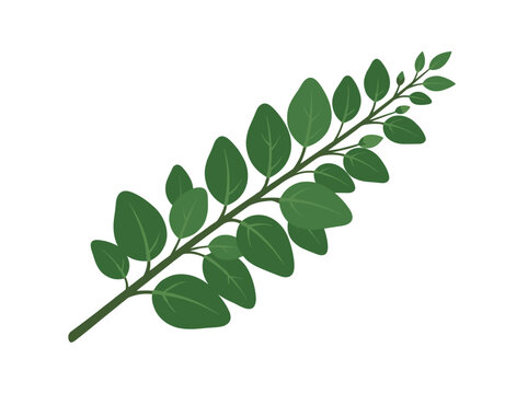 Fresh green moringa oleifera leaf branch isolated on white background