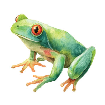 Green Frog with Orange Eyes Sitting.
