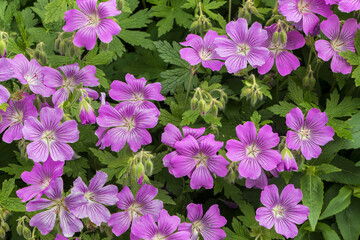 Fototapeta premium Close-up of pink garden flax flowers. Flowering flowerbed