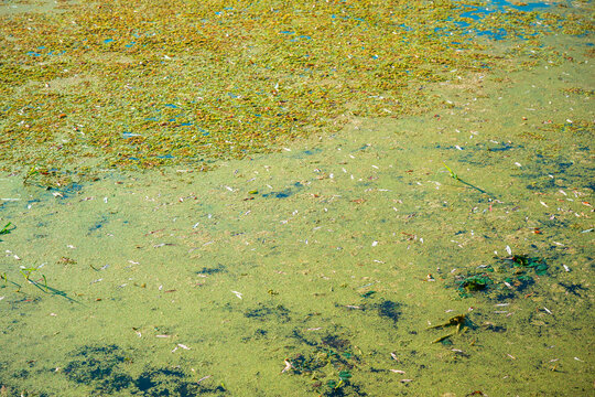 Dense duckweed bloom floating on still water. Concept of freshwater ecology, aquatic plant growth, eutrophication, stagnant ecosystem conditions, and environmental water quality.