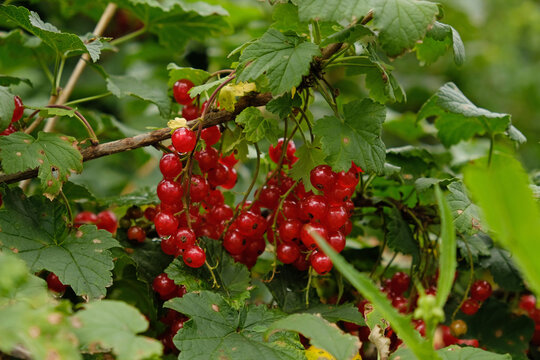 Clusters of ripe red currants hang on a bush in the sunlight. Healthy food concept. Growing plants and berries in the garden. The berries of red currant as a nutrition with vitamins for vegan.