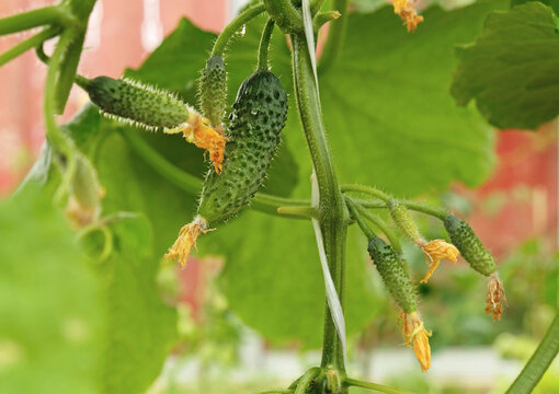 Growing organic green cucumbers in greenhouse, everyday harvest. Flowering of baby cucumbers, weaving, seedlings. The concept of agricultural plants, blooming, harvesting, gardening.