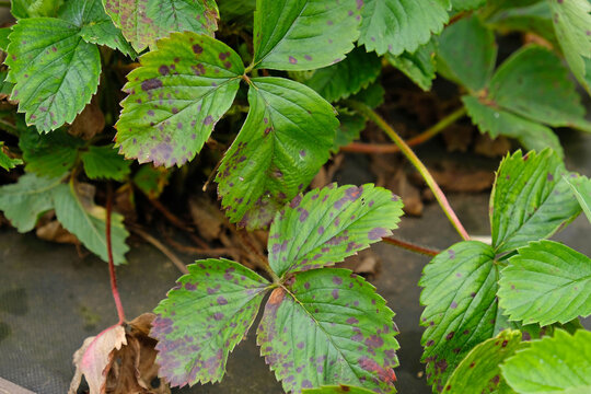 Strawberry leaves with leaf spot disease, showing purple lesions and decline. Reduce plant vigor and berry yield.