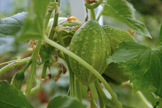 Overripe cucumbers growing on a greenhouse vine, a fresh organic agriculture scene showing mature vegetable production and local farm harvest.