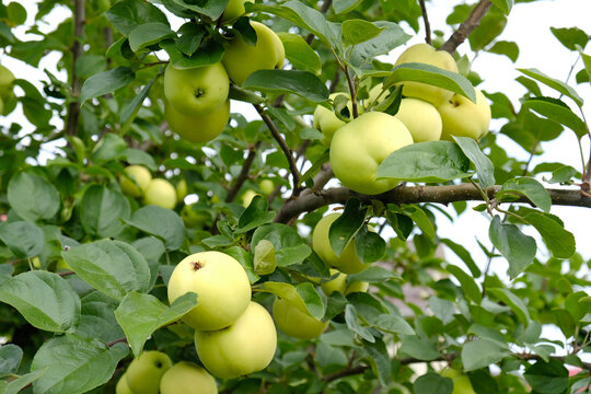 Green apples on tree in an orchard - Malus domestica - White Transparent. Natural produce and agriculture background. Fresh and juicy apples ready for harvest. Rural landscape, Orchard.