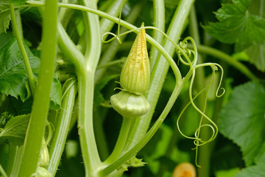 Young pattypan squash development in a lush organic vegetable garden close-up. Squash fruit ovary on the vine.