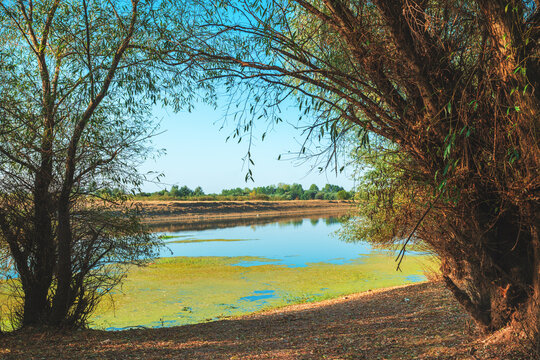 Scenic wide view of a calm Tamis river with floating green duckweed along a dirt bank lined with lush green trees.