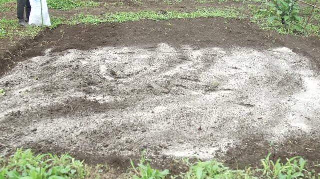 畑に石灰を撒く女性