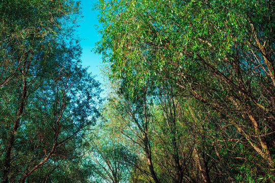 Dense woodland canopy with interconnected tree branches and green foliage glowing in summer morning sunlight