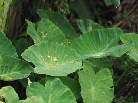 close-up view of large green Taro (Colocasia) leaves growing densely in a natural environment. Sunlight highlights the broad leaf surfaces, revealing slight sunspots, minor damage, and prominent natur