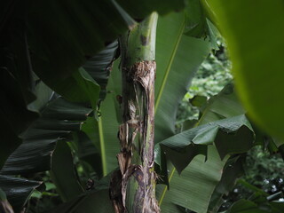 central compositional shot focusing on a banana tree trunk with dry bark layers, surrounded by dense green banana leaves. The contrast between the rough brown stem and smooth green leaves conveys conc © นิรมล บุญเทพ