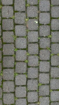 Gray cobblestone pavement texture with moss between stone blocks, realistic urban street surface background for architecture, outdoor design, construction materials and abstract patterns