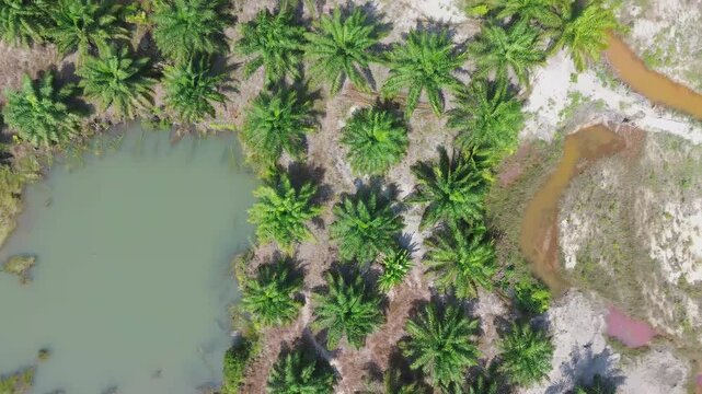 Aerial view drone over oil palm plantation next to tin mining lake kulong environmental impact