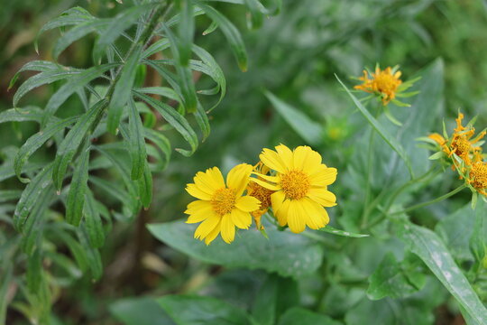 Verbesina encelioides (Golden Crownbeard) Yellow Flowers Growing Among Green Foliage