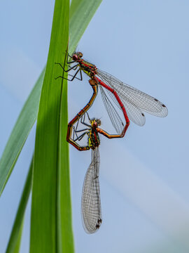 Libelle