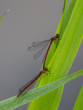 Libelle