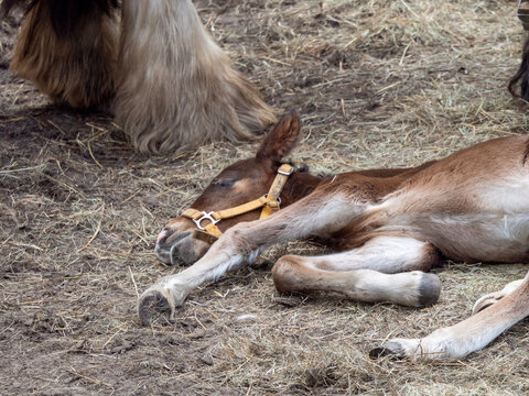 Pferd