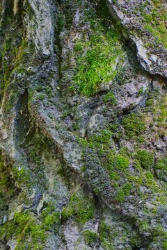 Bark of a wood surface covered with green moss in a forest, nature abstract background