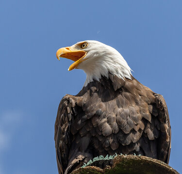 Wei&szlig;kopfseeadler,  bald eagle Haliaeetus leucocephalus aus der Familie der Accipitridae mit Gesch&uuml;h auf einer Sitzplattform mit offenem Schnabel