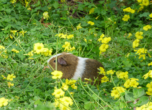 Domestic guinea pig (Cavia porcellus) in the garden