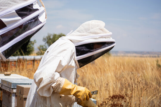 Beekeeper working with beehives in apiary during summer