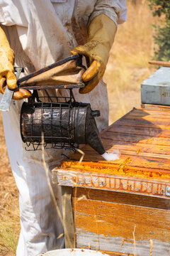 Beekeeper smoking a beehive during honey production