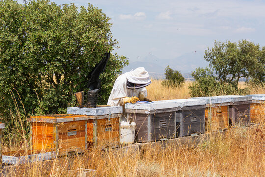Beekeeper inspecting beehives in apiary working with bees