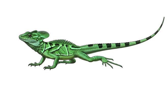 Green Basilisk Lizard in profile against a bright white background with detailed scales and striking markings