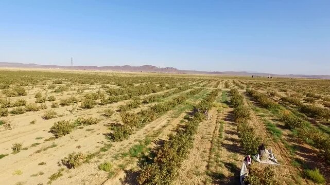 Detailed aerial shot of pistachio farm with rich green canopy and organized planting system.
