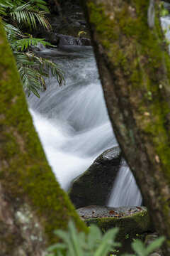 View of the flowing stream in Parque Nacional Barranca del Cupatitzio, framed by moss-covered tree trunks in a lush forest setting, Uruapan, Michoacan, Mexico.