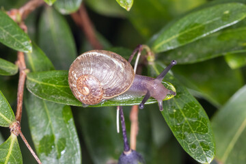 Garden Snail Crawling Along Glossy Green Leaves © Andrew