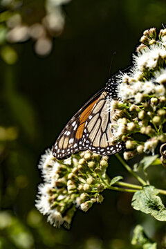 View of a monarch butterfly perched on white flowers at El Rosario Monarch Butterfly Sanctuary in Mineral de Angangueo, Michoacan, Mexico.
