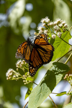 View of Monarch butterflies resting on white flowers at El Rosario Monarch Butterfly Sanctuary in Mineral de Angangueo, Michoacan, Mexico.
