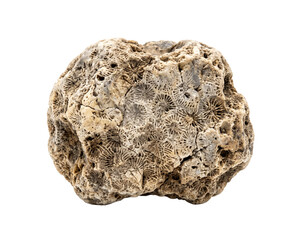 Obraz premium Fossil coral fragment displays intricate patterns against a black background