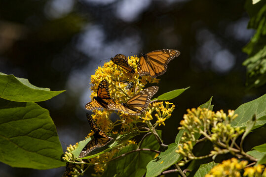 View of Monarch butterflies resting on yellow flowers at El Rosario Monarch Butterfly Sanctuary in Mineral de Angangueo, Michoacan, Mexico.