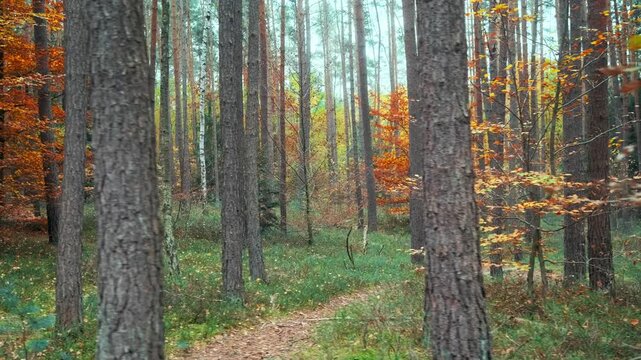 Nature landscape of autumn forest. A walk among big old trees in an autumn forest, stabilized smooth shot, 4K video footage.