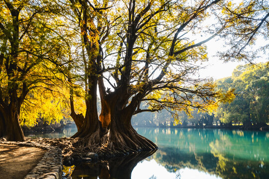 View of Lago de Camecuaro with large ancient trees featuring golden autumn leaves reflecting in the clear turquoise water and a stone path along the shore in Zamora, Michoacan, Mexico.