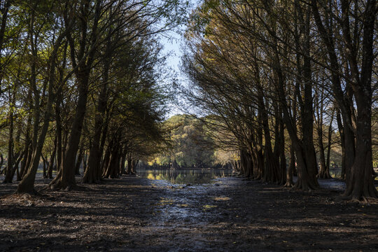 View of the serene Lago de Camecuaro framed by tall, dense trees with dark, earthy ground in the foreground in Zamora, Michoacan, Mexico.