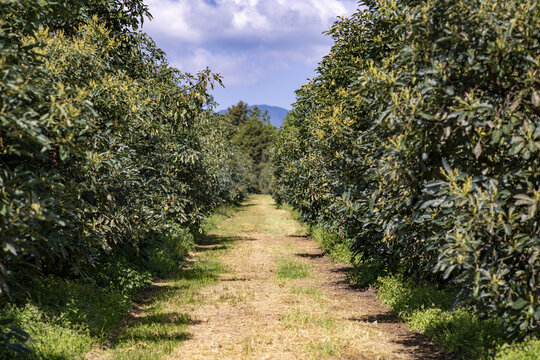 View of an avocado orchard with rows of lush green trees lining a dirt path under a bright blue sky in Uruapan, Michoacan, Mexico.