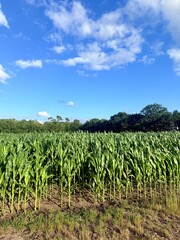 Fototapeta premium Cornfield at the summer, fresh corn leaves, blue sky with white clouds, natural cornfield