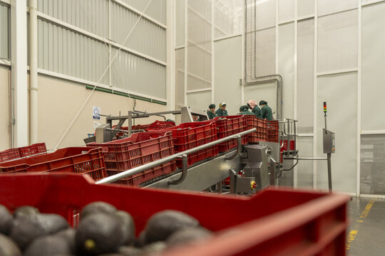 View of workers sorting fresh avocados on a conveyor belt in a processing facility in Uruapan, Michoacan, Mexico.