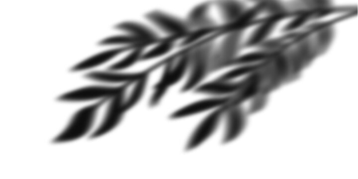 Vintage laurel branch illustration, black and white botanical leaf sketch, classical olive sprig emblem for logo design and branding