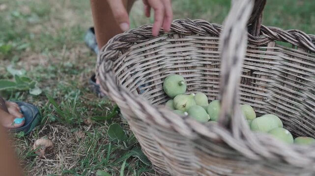 Hands placing fresh green figs into wicker basket outdoors