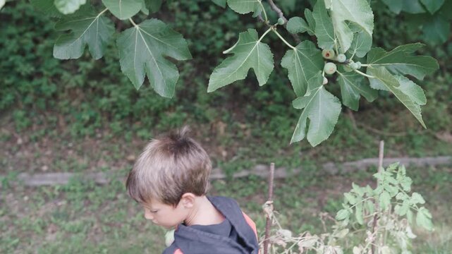 Young boy picking fresh figs from tree in garden
