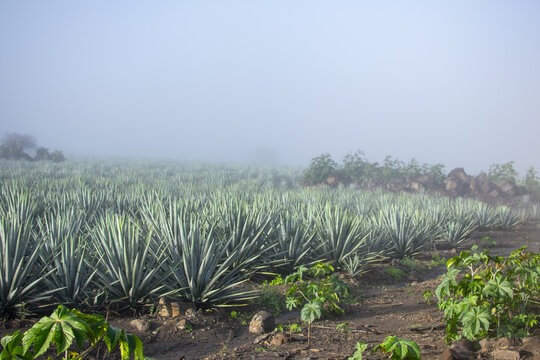 View of agave fields in Tequila shrouded in morning mist with volcanic soil and green plants in Tequila, Jalisco, Mexico.